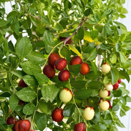 Shanxi Li Jujube – Ziziphus jujuba ‘Shanxi Li’ Grafted Tree | 3–4 Feet Tall | Ships in 3 Gallon Pot  Extra Large Fruit | Apple-Like Sweet Flavor | Bigger Trunk Specimen