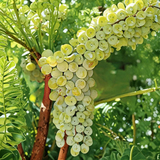 Assyrtiko Grape Cuttings – Rare Greek Wine Grape Vine | 5 Unrooted Cuttings for Rooting or Grafting | Santorini Variety