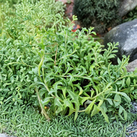 String of Dolphins Prop Cup – Senecio peregrinus Live Plant | Rooting Moss Cup Cutting | Rare Trailing Succulent | Indoor Hanging Plant