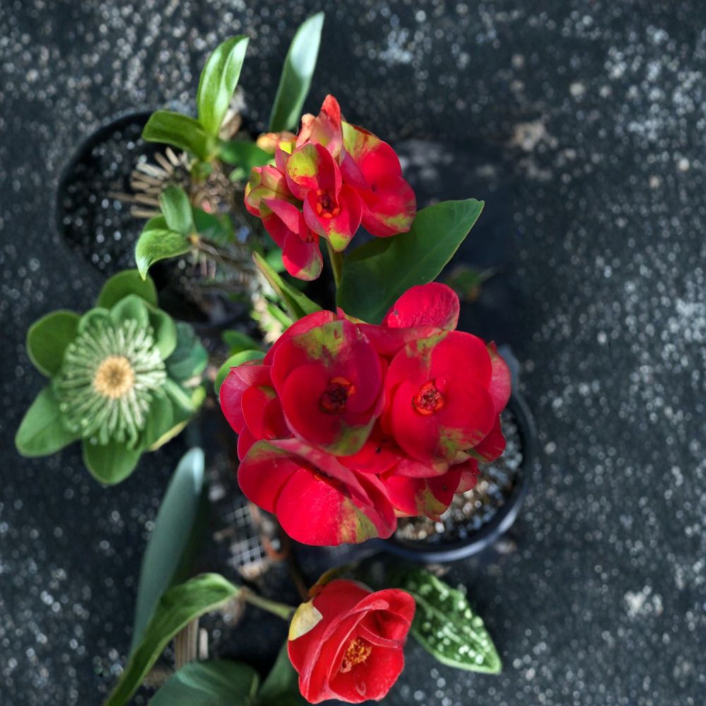 Thai Hybrid Crown of Thorns ‘Chloe’ – Euphorbia milii Live Plant | Rooted Cutting Bare Root | Rare Flowering Succulent | Easy Care