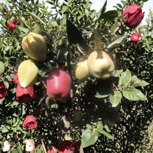 Apple Tree Cuttings – Malus domestica Live Plant | 3 Fresh Organic Cuttings | Unrooted Fruit Tree Scions | Grafting & Propagation
