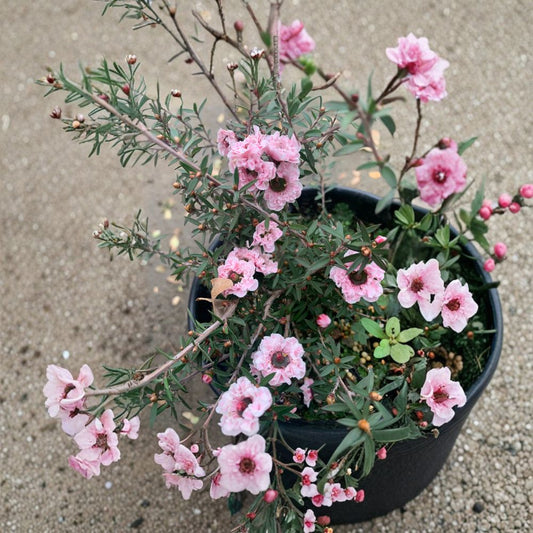Leptospermum scoparium ‘Apple Blossom’ Live Plant | 6–12 Inches Tall | Shipped in 1 Gallon Pot  Soft Pink Manuka Blooms | Evergreen Shrub | Drought Tolerant