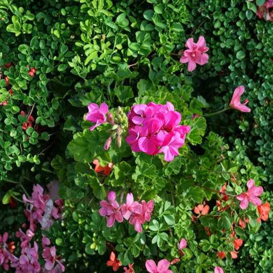 Fragrant Pink Geranium Cuttings – Pelargonium spp. | 13 Unrooted Cuttings | 6 Inches Long | Hardy Flowering Plant | Easy to Grow