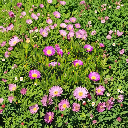 Ice Plant Cuttings – 30 Pack Magenta Delosperma Cooperi | Hardy Ground Cover Succulent | Fast Spreading Drought Tolerant Plant