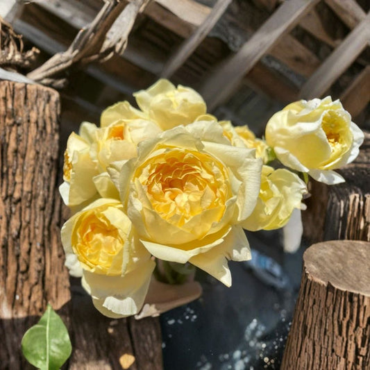Golden Yves Piaget Rose Cuttings – Rare Yellow Garden Rose | 3 Unrooted Cuttings for Rooting or Grafting | Fragrant Flower