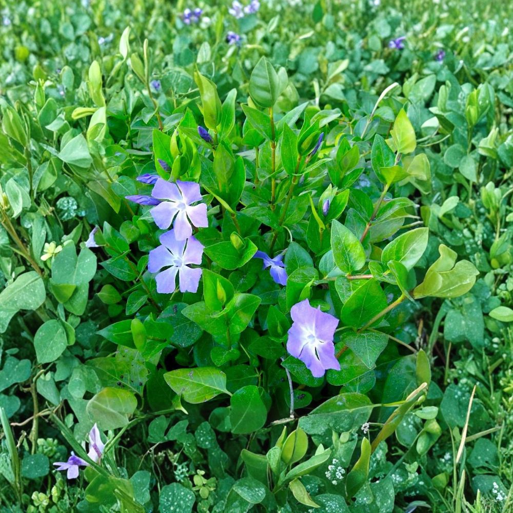 Vinca Major Periwinkle Cuttings – 10 Unrooted Live Vines | 5–10 Inches Long | Purple Flower Ground Cover | Easy to Root in Water | Fast Spreading
