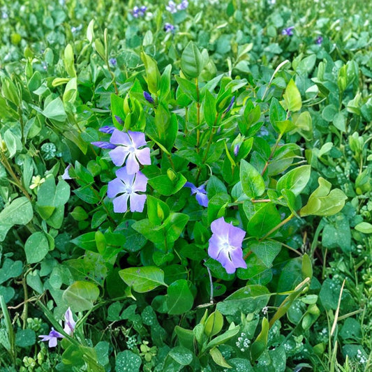 Vinca Major Periwinkle Cuttings – 10 Unrooted Live Vines | 5–10 Inches Long | Purple Flower Ground Cover | Easy to Root in Water | Fast Spreading