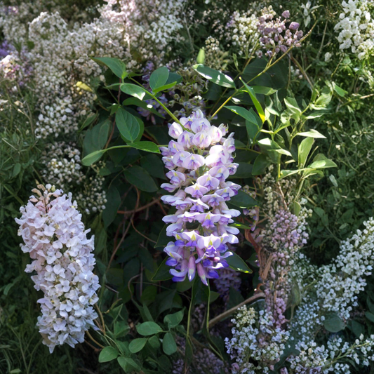 Kentucky Wisteria ‘Blue Moon’ – Wisteria macrostachya ‘Blue Moon’ Live Plant | 2 Feet Tall | Ships in 6" Pot  Fragrant Blue Blooms | Cold Hardy Vine | Perfect for Arbors & Trellises