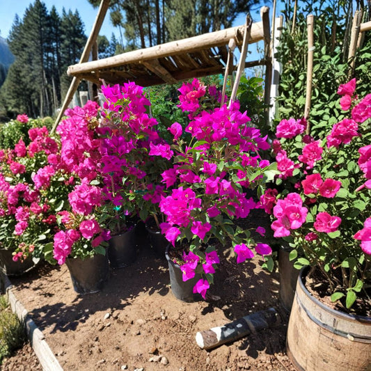 Purple Bougainvillea – Bougainvillea spp. Live Flowering Vine | 1–2 Feet Tall | Includes 6" Pot  Vibrant Purple Bracts | Fast Growing | Sun Loving Climber