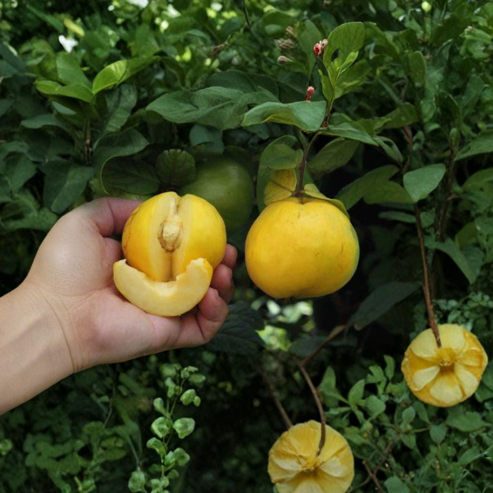 Araza – Eugenia stipitata Live Fruit Tree | 2 Feet Tall | Includes 3 Gallon Nursery Pot  Rare Amazon Fruit | Fast Fruiting | Tropical Cocktail Favorite
