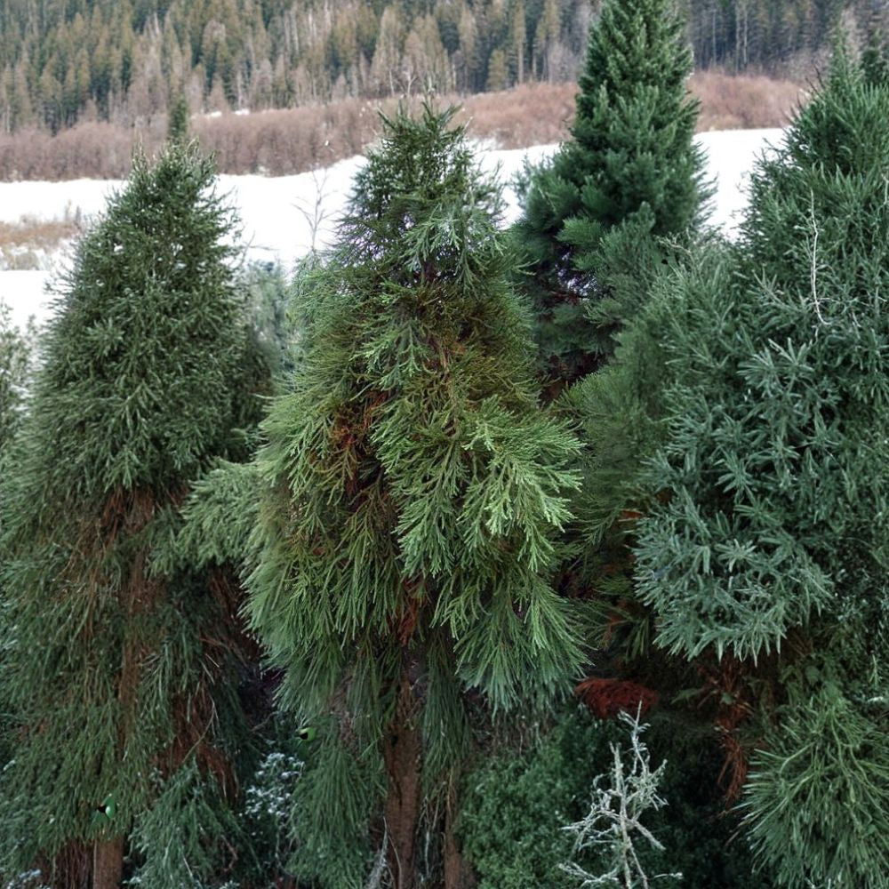 Giant Sequoia – Sequoiadendron giganteum 240 Seeds | Evergreen Giant | Non-GMO  Fast Growing | Long-Lived | Iconic Specimen Tree