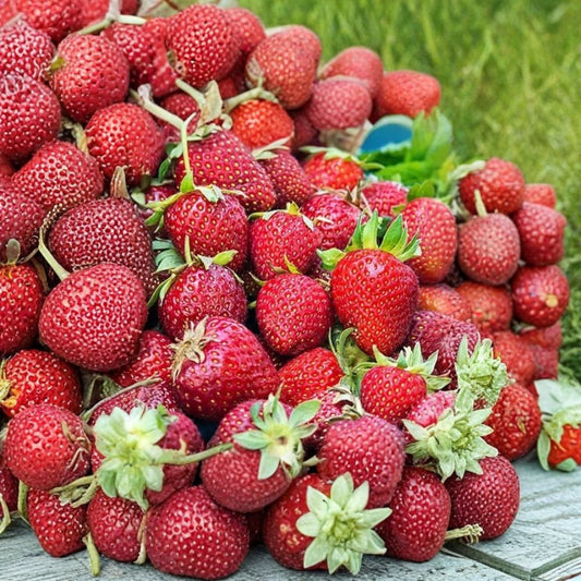 Albion Strawberry – Fragaria × ananassa ‘Albion’ 25 Bare Root Plants | Day Neutral Variety | Freshly Dug  Large Firm Berries | Excellent Flavor | High Yield Performer