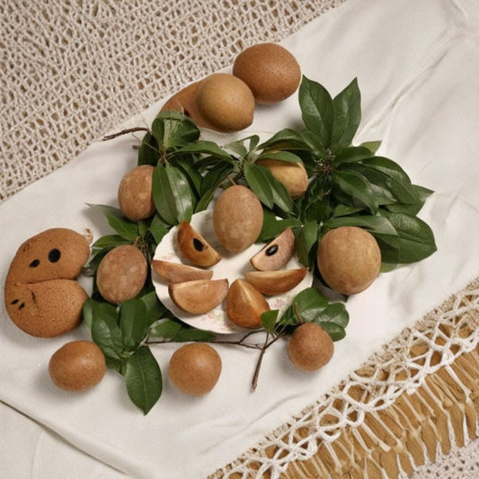 Sapodilla ‘Molix’ – Sweet Brown Sugar Fruit Tree Live Fruit Tree | 2 Feet Tall | Includes 3 Gallon Pot  Rich Caramel Flavor | Early Bearing | Tropical Backyard Favorite