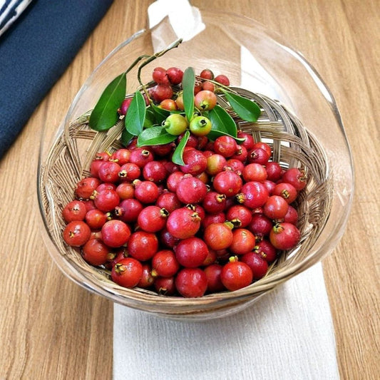 Red Strawberry Guava – Psidium cattleianum Live Plant | 2–3 Feet Tall | Includes 3 Gallon Nursery Pot  Cây Ổi Sim | Red Flesh Fruit | Tropical Evergreen Shrub