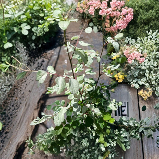 Snow Bush White – Breynia disticha ‘Alba’ Live Tropical Shrub | 1 Foot Tall | Includes 1 Gallon Pot  White Variegated Foliage | Bright Accent Plant | Sun to Part Sun