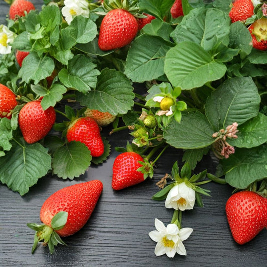 Red Strawberry Seeds – Fragaria × ananassa 150+ Heirloom Seeds | Big Fruit Variety | Non-GMO  Perennial Berry Plant | USA Grown | Container Garden Friendly