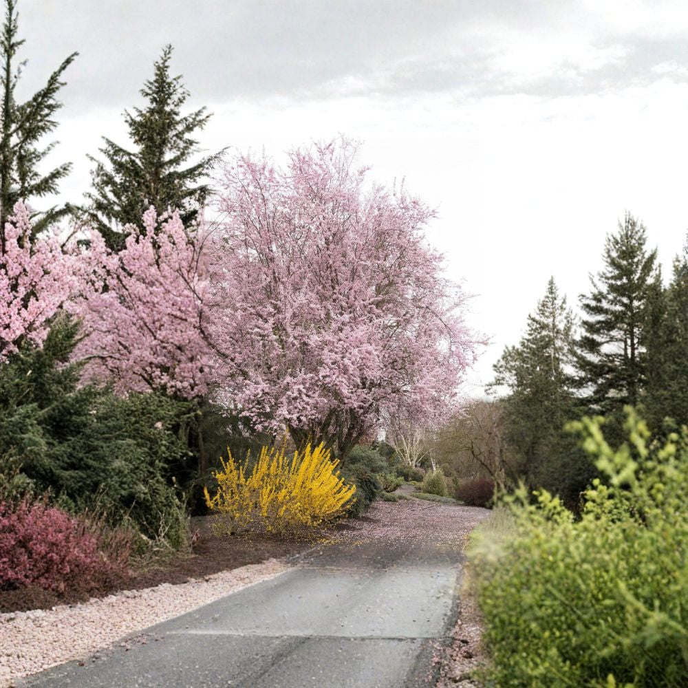 Prunus cerasifera ‘Thundercloud’ – Purple Leaf Plum Grafted Live Tree | 2–3 Feet Tall | Includes 3 Gallon Pot  Coppery Purple Foliage | Spring Pink Blooms | Ornamental Landscape Tree
