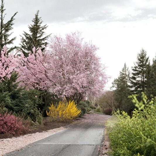 Prunus cerasifera ‘Thundercloud’ – Purple Leaf Plum Grafted Live Tree | 2–3 Feet Tall | Includes 3 Gallon Pot  Coppery Purple Foliage | Spring Pink Blooms | Ornamental Landscape Tree