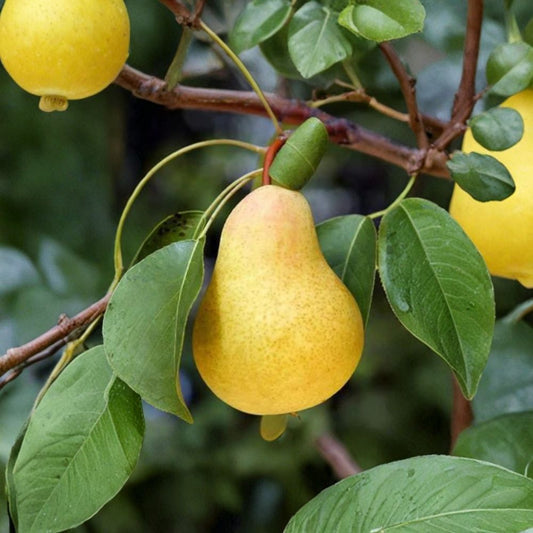 Pear ‘Kieffer’ – Pyrus communis Live Fruit Tree | 2 Feet Tall | Includes 1 Gallon Nursery Pot  Fast Growing | Heavy Producer | Sweet Crisp Pear