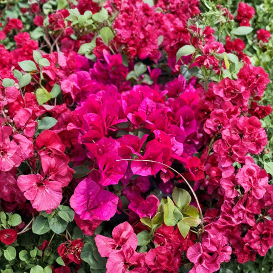 La Jolla Bougainvillea – Bougainvillea Hybrid Live Flowering Shrub | 1 Foot Tall | Includes 1 Gallon Pot  Vibrant Color Display | Evergreen in Warm Climates | Sun Loving Plant