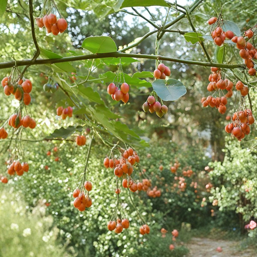 Tamarillo (Tree Tomato) – Cyphomandra betacea 30 Seeds | Edible & Fast Growing Fruit Tree  Exotic Subtropical Fruit | Fragrant Flowers | High Yield Potential