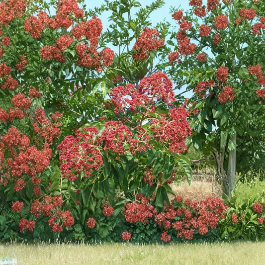 Korean Evodia (Bee Bee Tree) – Evodia danielli 100 Seeds | Fast Growing Hardy Pollinator Tree  Bulk Pack | Fragrant Summer Blooms | Excellent Shade & Lawn Tree