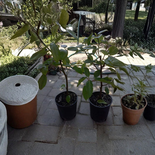 Ficus racemosa – Cluster Fig Tree – Cây Sung Live Plant | 2–3 Feet Tall | Includes 3 Gallon Nursery Pot  Tropical Fig Tree | Edible Fruit | Ornamental Shade Tree