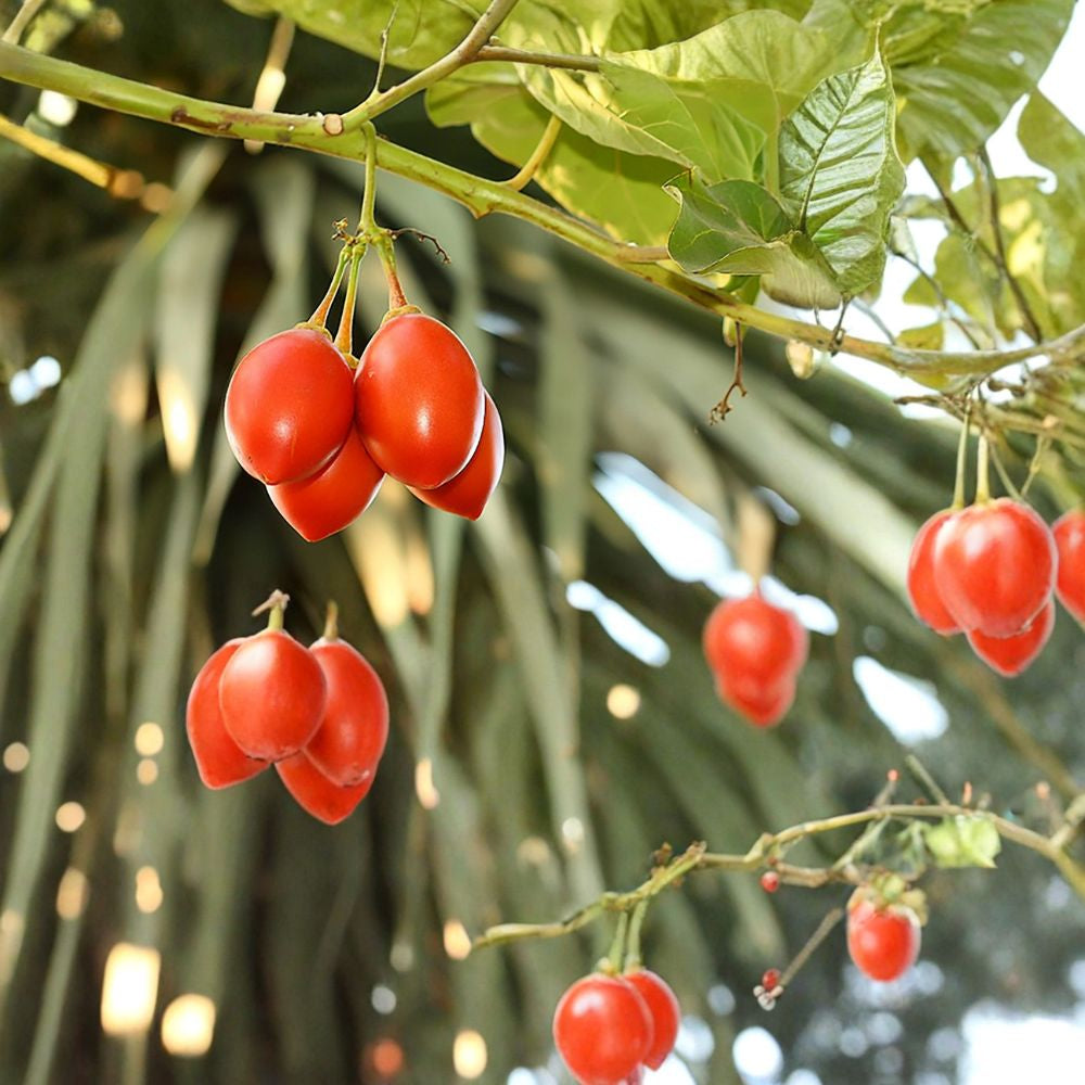 Tamarillo (Tree Tomato) – Cyphomandra betacea 60 Seeds | Edible & Fast Growing Fruit Tree  Exotic Subtropical Fruit | Fragrant Flowers | High Yield Potential