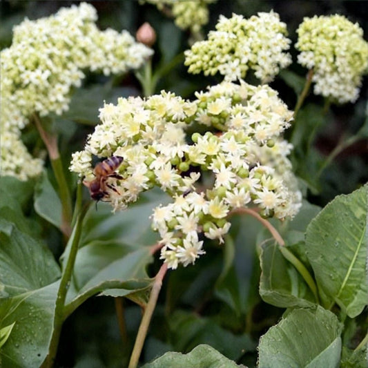 Korean Evodia (Bee Bee Tree) – Evodia danielli 200 Seeds | Fast Growing Hardy Pollinator Tree  Bulk Planting Pack | Fragrant Summer Blooms | Excellent Shade Tree
