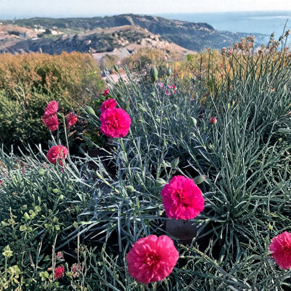 Dianthus ‘Devon Cottage Waterloo Sunset’ Live Plant | 8–12 Inches Tall | Includes 6” Nursery Pot  Silvery Blue Foliage | Double Red Blooms | Long Blooming Perennial