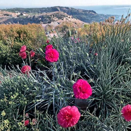 Dianthus ‘Devon Cottage Waterloo Sunset’ Live Plant | 8–12 Inches Tall | Includes 6” Nursery Pot  Silvery Blue Foliage | Double Red Blooms | Long Blooming Perennial