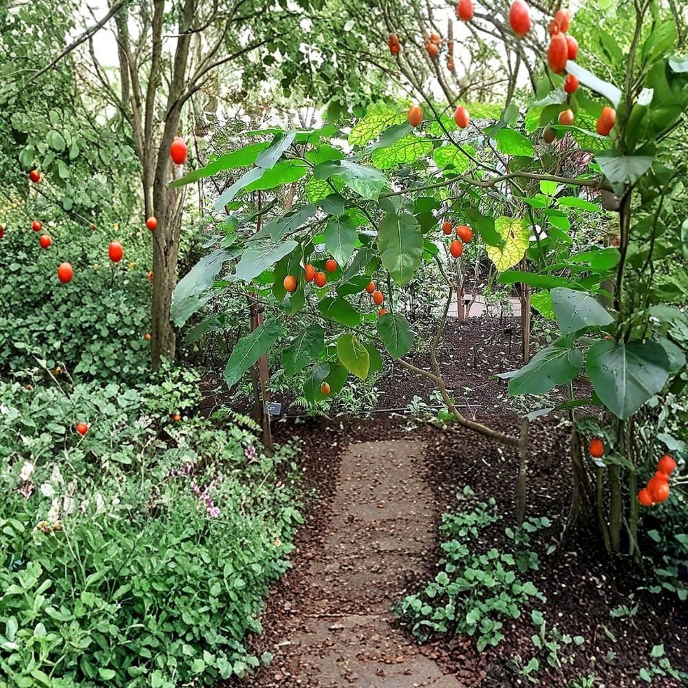 Tamarillo (Tree Tomato) – Cyphomandra betacea 120 Seeds | Edible & Fast Growing Fruit Tree  Exotic Subtropical Fruit | Fragrant Flowers | High Yield Potential