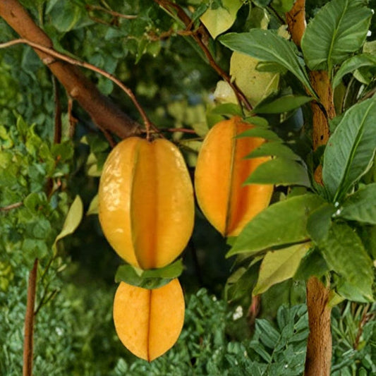 Carambola – Star Fruit Tree Live Fruit Tree | 1–2 Feet Tall | Includes 3 Gallon Pot  Sweet Citrus Flavor | Prolific Producer | Tropical Backyard Favorite