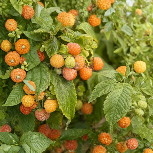 Fall Gold Raspberry – Rubus idaeus ‘Fall Gold’ Live Berry Plant | 1 Foot Tall | Includes 6 Inch Pot  Golden Sweet Berries | Everbearing Variety | Self-Fertile