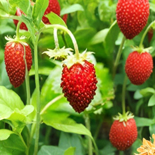 Wild Red Strawberry Seeds – Fragaria vesca 20+ Heirloom Seeds | Sweet Wild Berry | Non-GMO  Perennial Ground Cover | Woodland Garden Favorite | Container Friendly