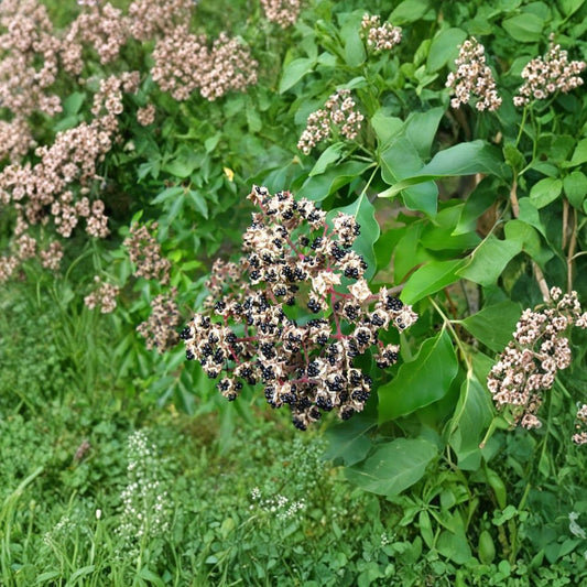 Korean Evodia (Bee Bee Tree) – Evodia danielli 800 Seeds | Fast Growing Hardy Pollinator Tree  Large-Scale Planting Pack | Fragrant Summer Blooms | Shade & Wildlife Tree