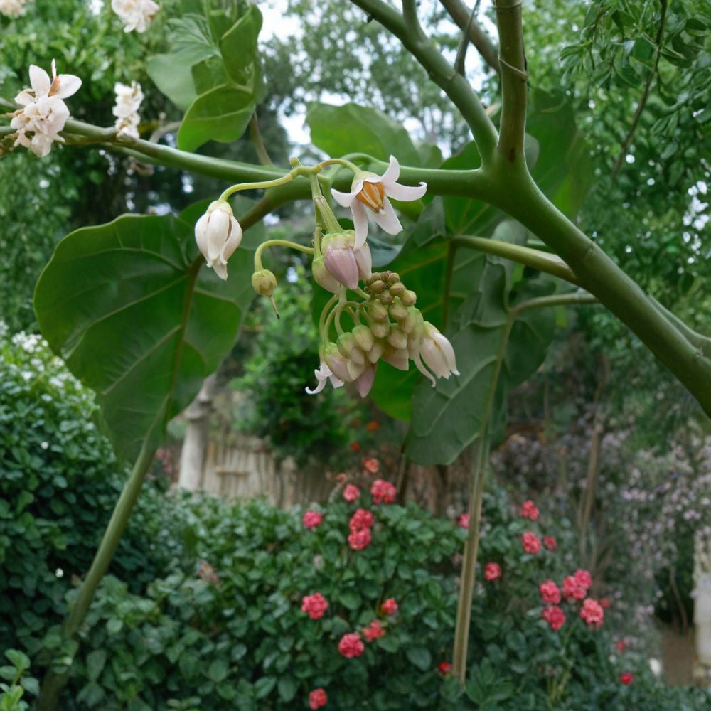 Tamarillo (Tree Tomato) – Cyphomandra betacea 240 Seeds | Edible & Fast Growing Fruit Tree  Exotic Subtropical Fruit | Fragrant Flowers | High Yield Potential