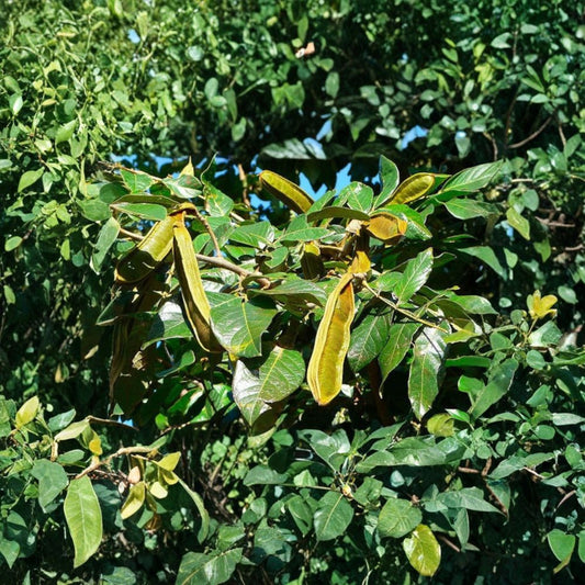 Inga edulis – Ice Cream Bean Tree Live Tropical Starter | 6 Inches to 1 Foot Tall | Includes 6 Inch Pot  Sweet Vanilla-Flavored Pods | Fast Growing | Exotic Fruit Tree