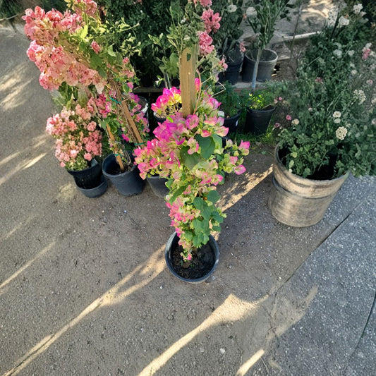 Bougainvillea Pink & White – Tropical Flowering Vine Live Plant | 3 Feet Tall | Includes 3 Gallon Pot  Vibrant Bi-Color Blooms | Fast Growing | Great for Trellis & Patio