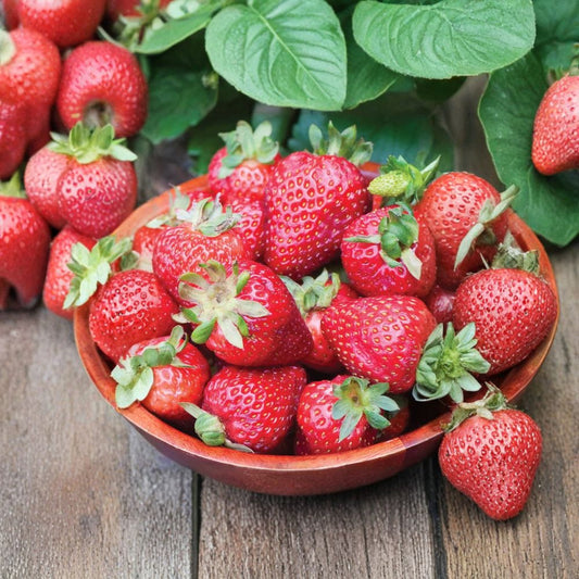 Seascape Strawberry Seeds – Fragaria × ananassa ‘Seascape’ 200 Organic Seeds | Heat Tolerant | Perennial Variety  Large Sweet Berries | Day-Neutral Type | Container Friendly