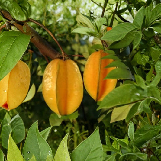Carambola / Star Fruit – Averrhoa carambola Live Grafted Tree | 2–3 Feet Tall | Includes 6 Inch Pot  Sweet Citrus Flavor | Prolific Producer | Tropical Fruit Tree