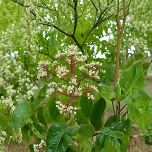 Korean Evodia (Bee Bee Tree) – Evodia danielli 1600 Seeds | Fast Growing Hardy Pollinator Tree  Conservation Bulk Pack | Fragrant Summer Blooms | Shade & Wildlife Tree