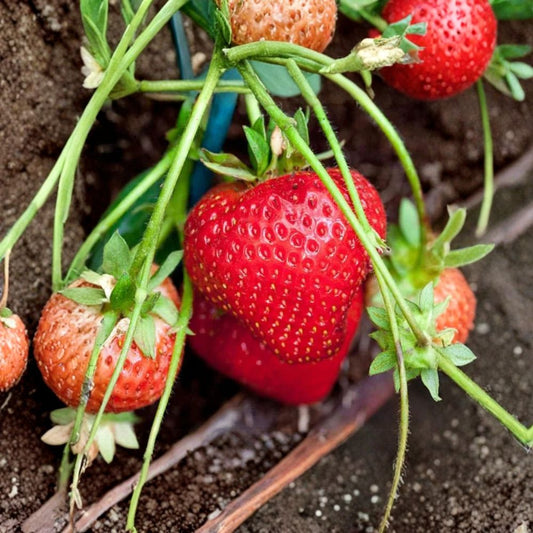 Cream Strawberry Seeds – Fragaria × ananassa 200 Non-GMO Seeds | Perennial Variety | Unique Pale Fruit  Sweet Cream-Colored Berries | Container Friendly | Easy to Grow