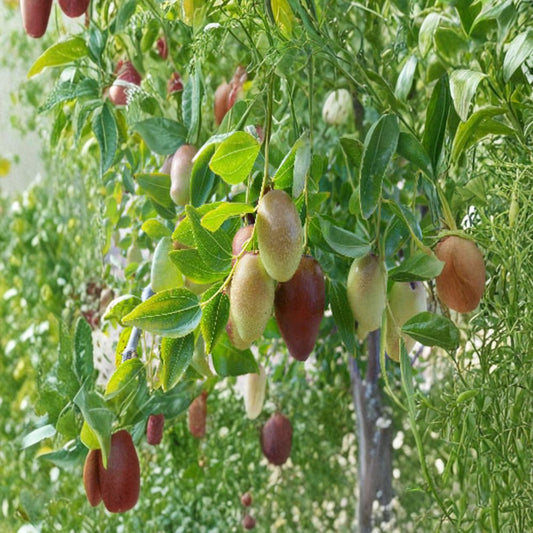 Jujube ‘GA866’ – Premium Grafted Variety Grafted Live Fruit Tree | 3–4 Feet Tall | Includes 3 Gallon Pot  Bigger Trunk | Extra Sweet Fruit | Hardy & Drought Tolerant