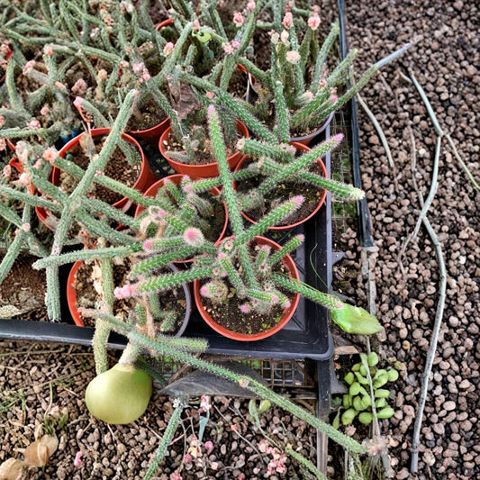 Rat Tail Cactus – Aporocactus flagelliformis Live Cactus | Trailing Succulent | Includes 3 Inch Nursery Pot  Long Cascading Stems | Bright Pink Blooms | Easy Care Plant