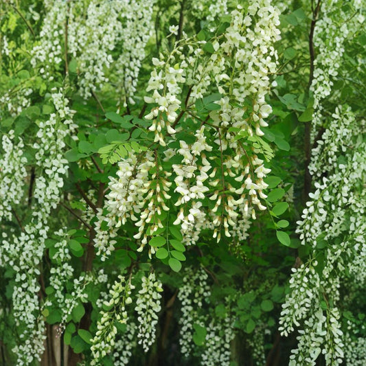 Black Locust – Robinia pseudoacacia 100 Seeds | Fast Growing Hardy Shade Tree  Fragrant White Blooms | Nitrogen Fixing | Drought & Cold Tolerant