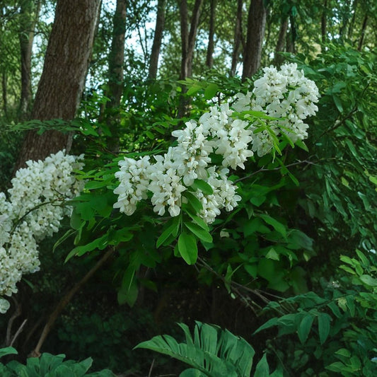 Black Locust – Robinia pseudoacacia 200 Seeds | Fast Growing Hardy Shade Tree  Fragrant White Blooms | Nitrogen Fixing | Drought & Cold Tolerant