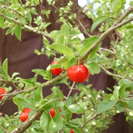 Barbados Cherry – Acerola Cherry Tree Live Fruit Tree | 2–3 Feet Tall | Includes 3 Gallon Pot  Extremely High Vitamin C | Fast Growing | Sweet-Tart Tropical Fruit