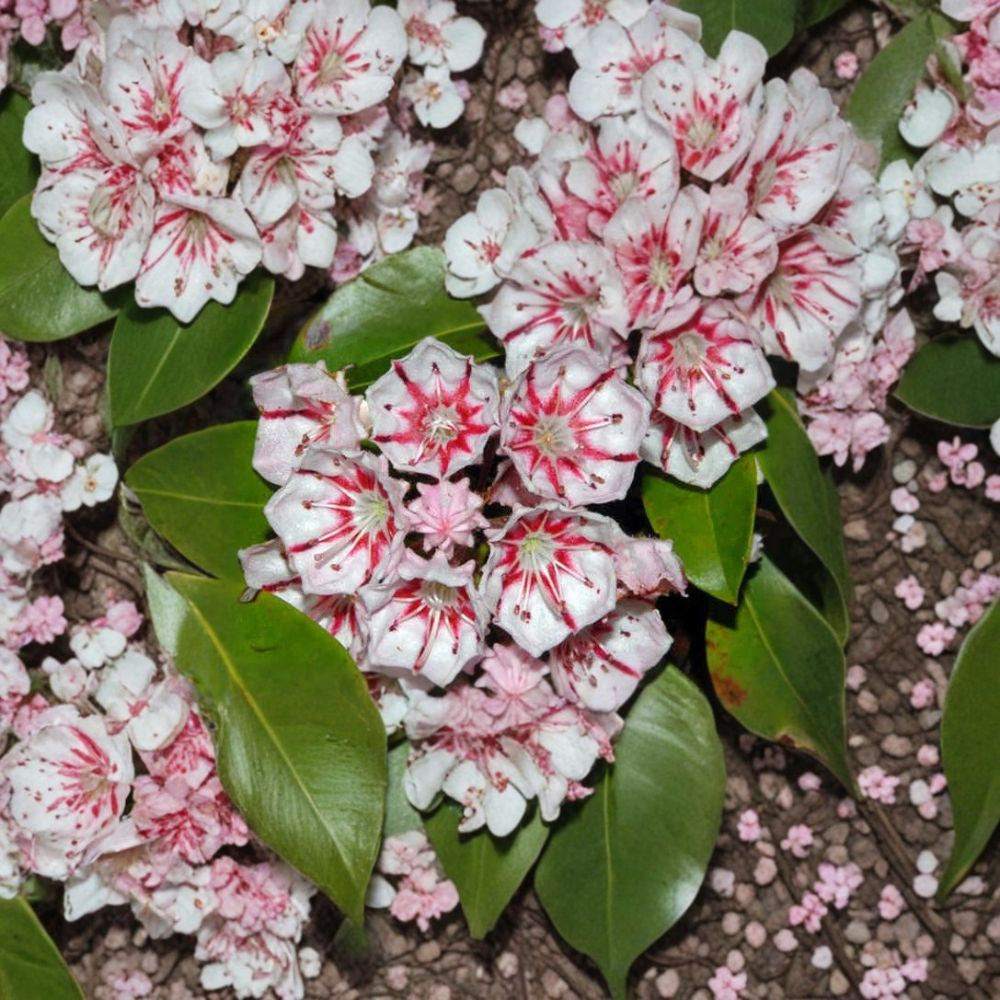 Mountain Laurel – Kalmia latifolia 150 Seeds | Showy Evergreen Native Shrub  Shade Loving | Acid Soil Specialist | Spectacular Spring Blooms