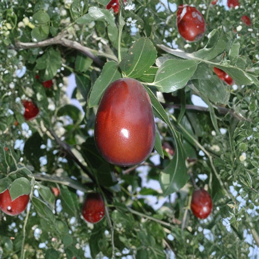 Lang Jujube – Ziziphus jujuba ‘Lang’ Live Grafted Tree | 3–4 Feet Tall | Includes 3 Gallon Pot  Pear-Shaped Sweet Fruit | Bigger Trunk | Drought Tolerant